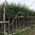 柳树5～10公分