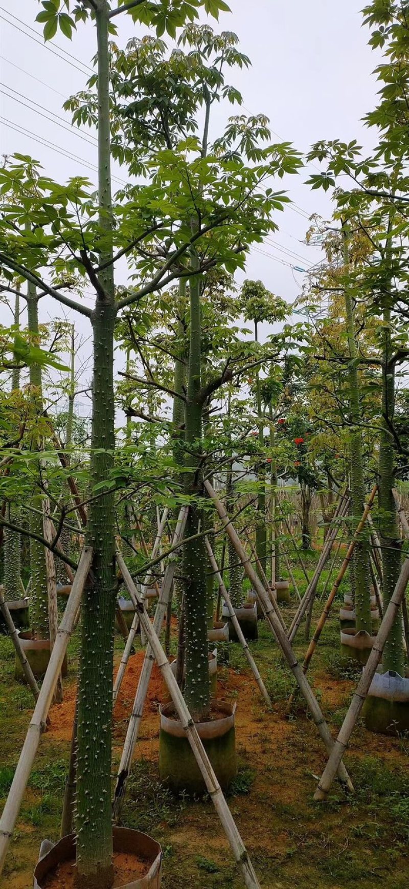 美人树8～15公分