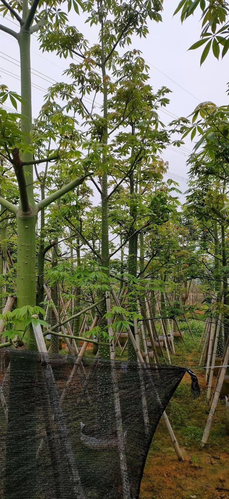美人树8～15公分