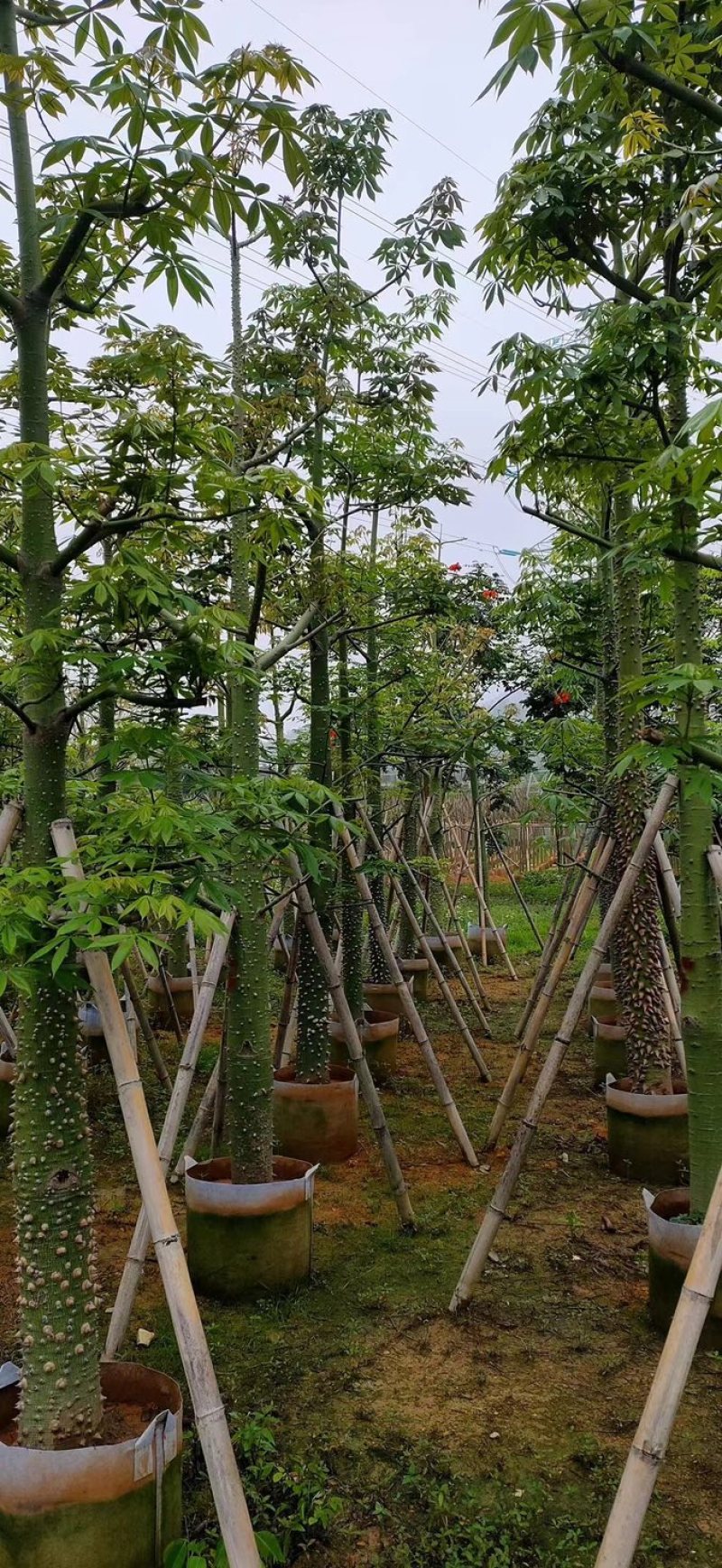 美人树8～15公分