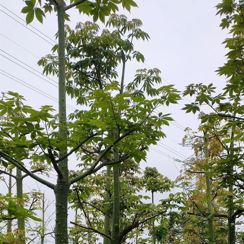 美人树8～15公分