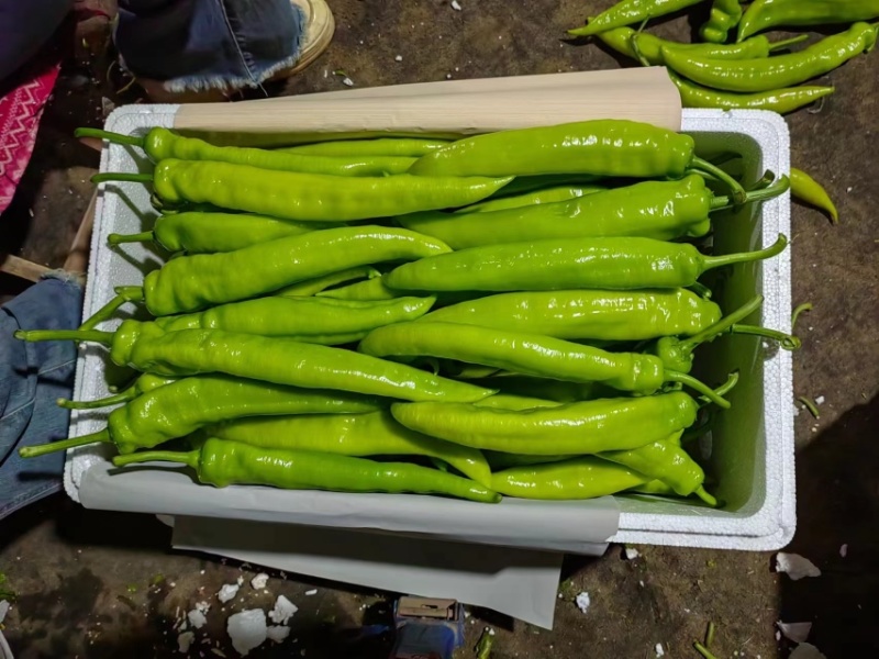 精品尖椒已大批量上市.基地直发，电商供货。欢迎电联
