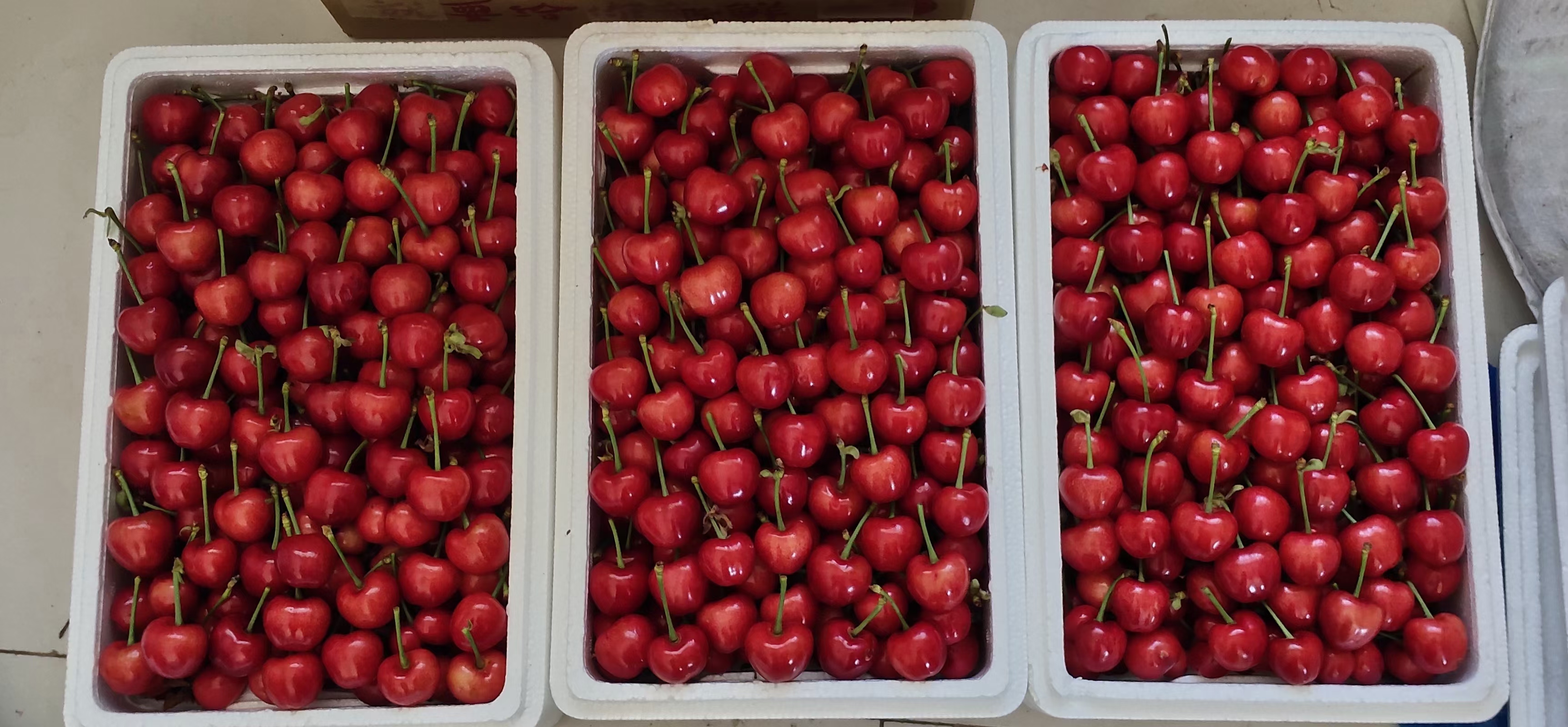 一家三口围坐在桌前,开心地品尝新鲜樱桃 家庭成员一起享用樱桃