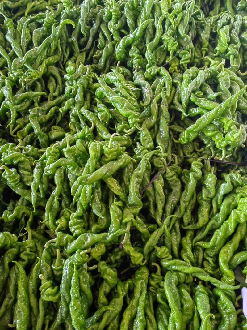 螺丝椒大量现货，质量保证。