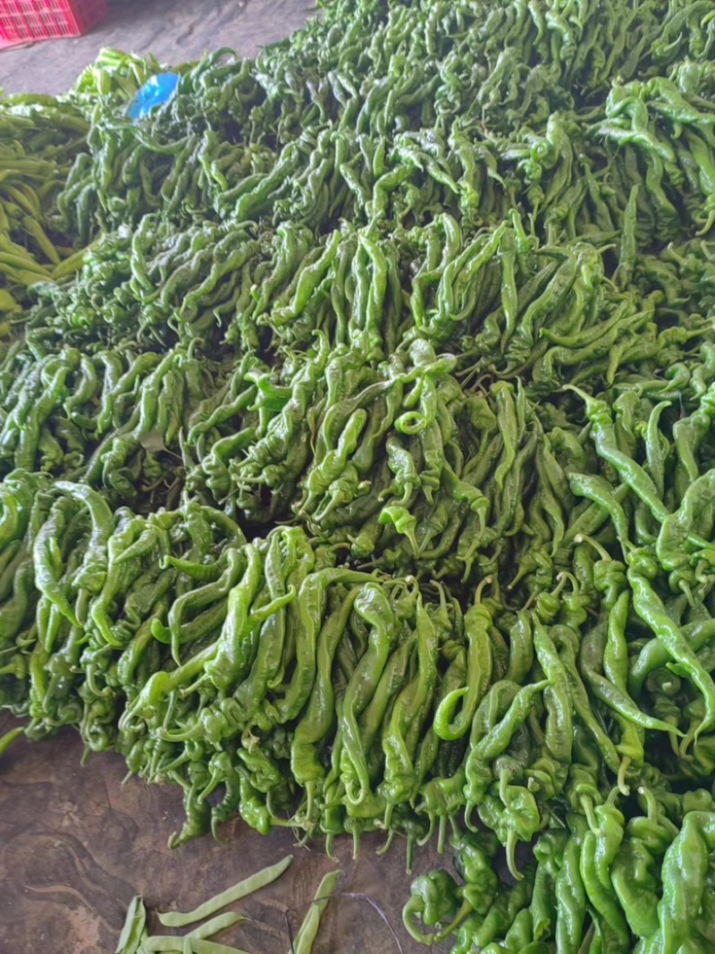 螺丝椒大量现货，质量保证。