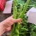 螺丝椒大量现货，质量保证。