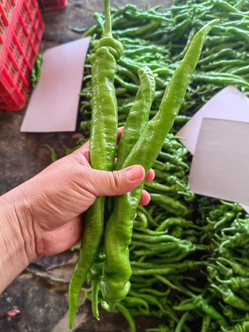 螺丝椒大量现货，质量保证。