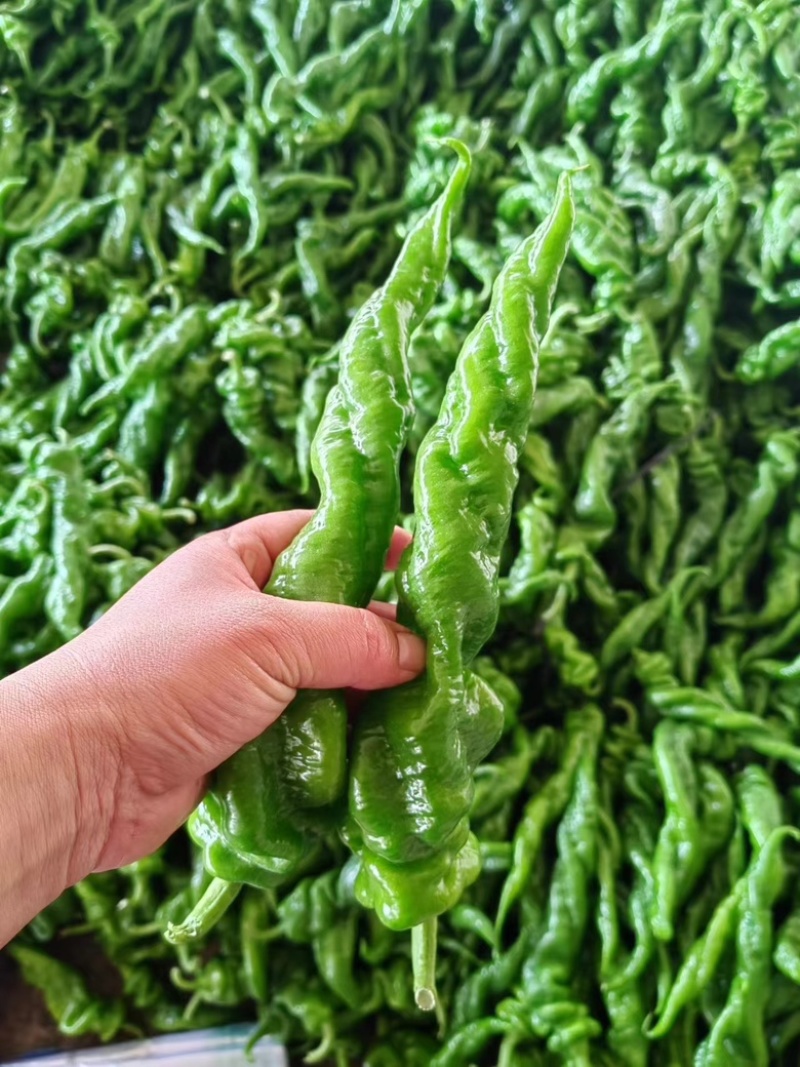 螺丝椒大量现货，质量保证。
