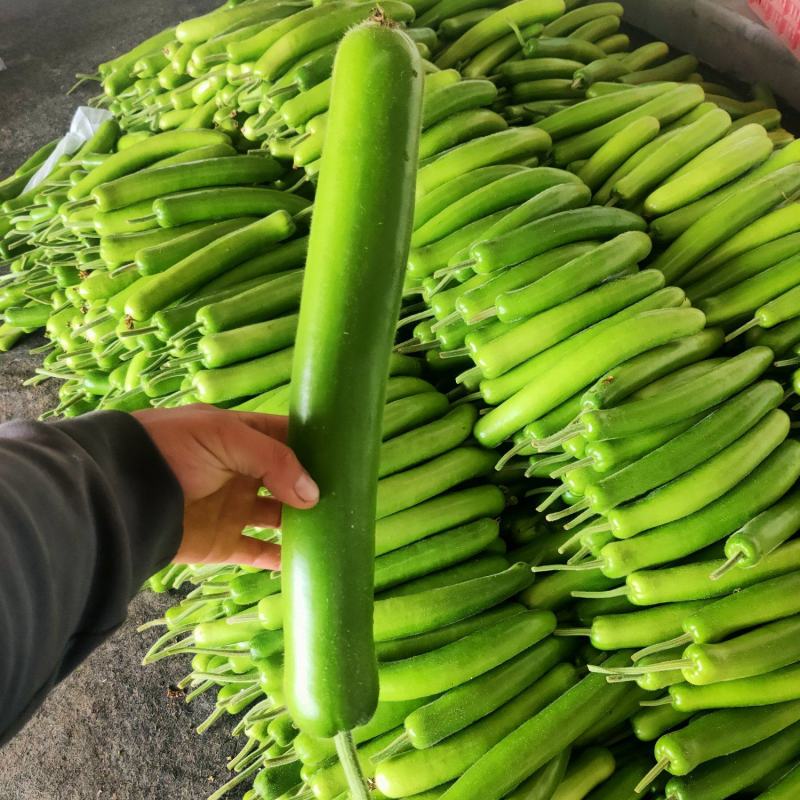 冷棚新苗瓠瓜