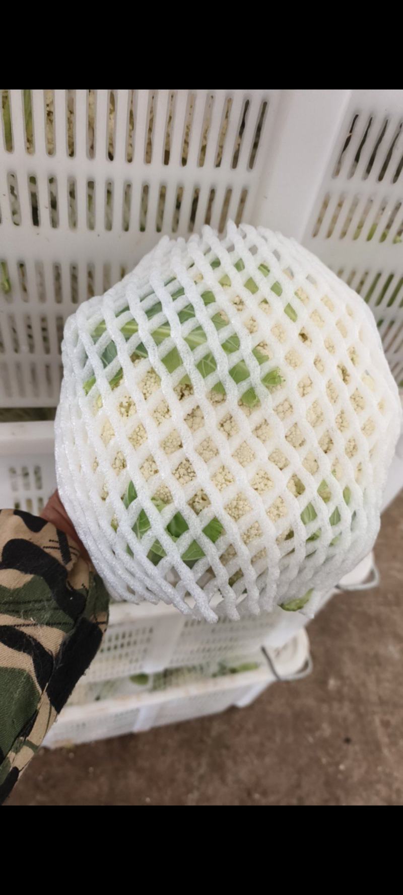 高原精品松花