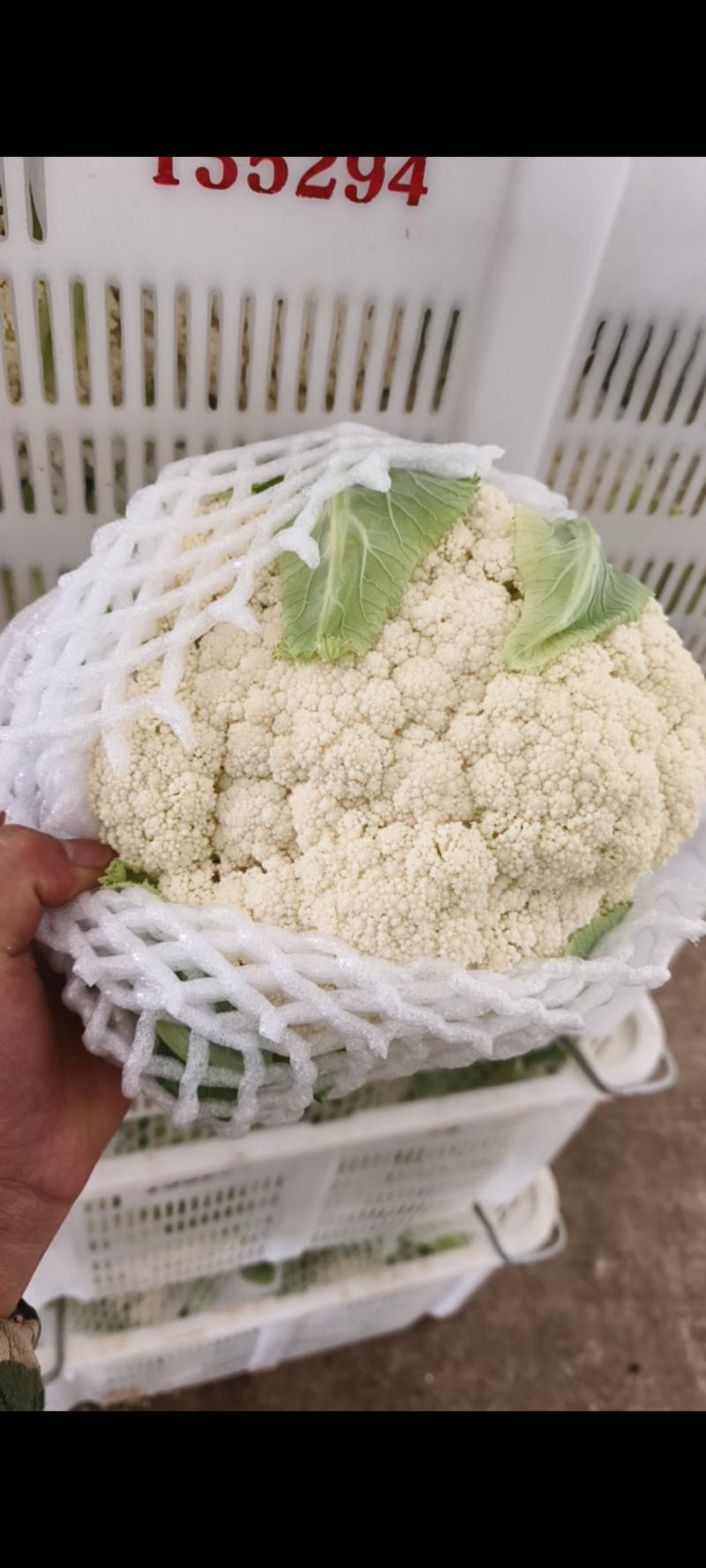 高原精品松花