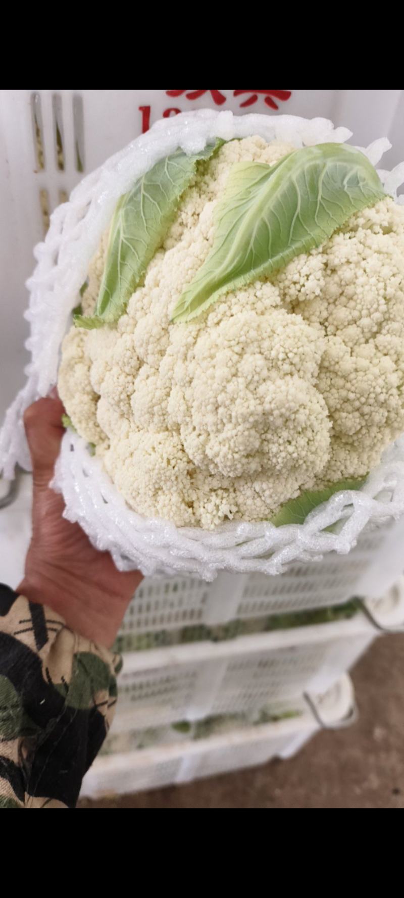 高原精品松花