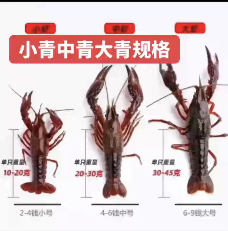 正宗高品质精品湖北小龙虾直达包邮