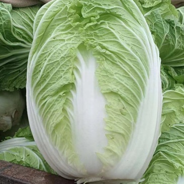 精品黄心白菜基地直发货源充足量大从优