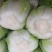精品黄心白菜基地直发货源充足量大从优