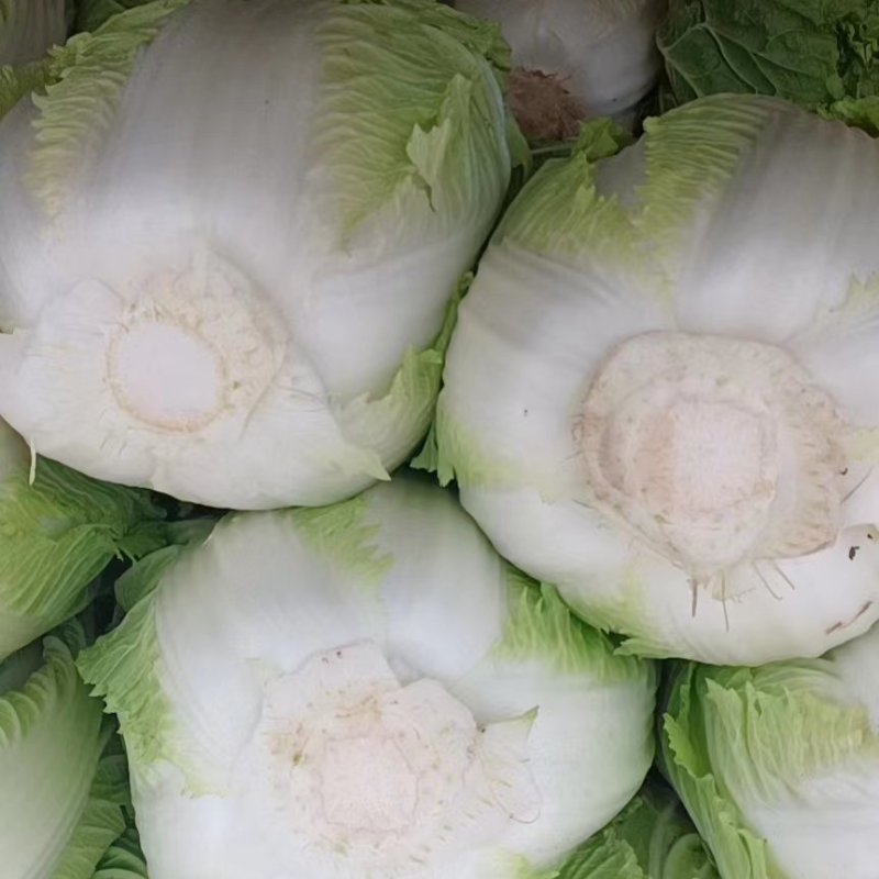 精品黄心白菜基地直发货源充足量大从优