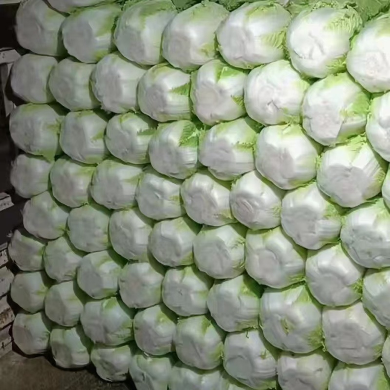 精品黄心白菜基地直发货源充足量大从优