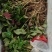 鱼腥草种根苗折耳根种苗节节根基地种植苗现挖现发