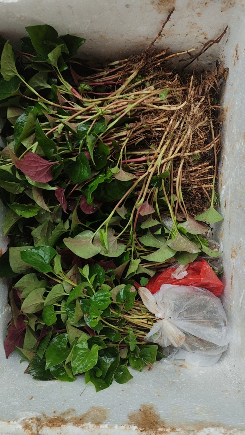 鱼腥草种根苗折耳根种苗节节根基地种植苗现挖现发
