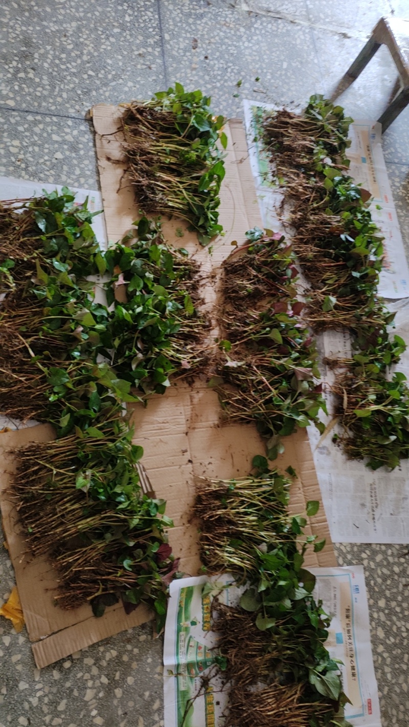 鱼腥草种根苗折耳根种苗节节根基地种植苗现挖现发