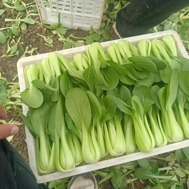 安徽阜阳精品上海青油菜青菜产地直发货量充足