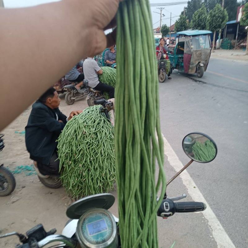 青条长豆角，产地一手货源。适合各大批发市场，超市，咸菜厂