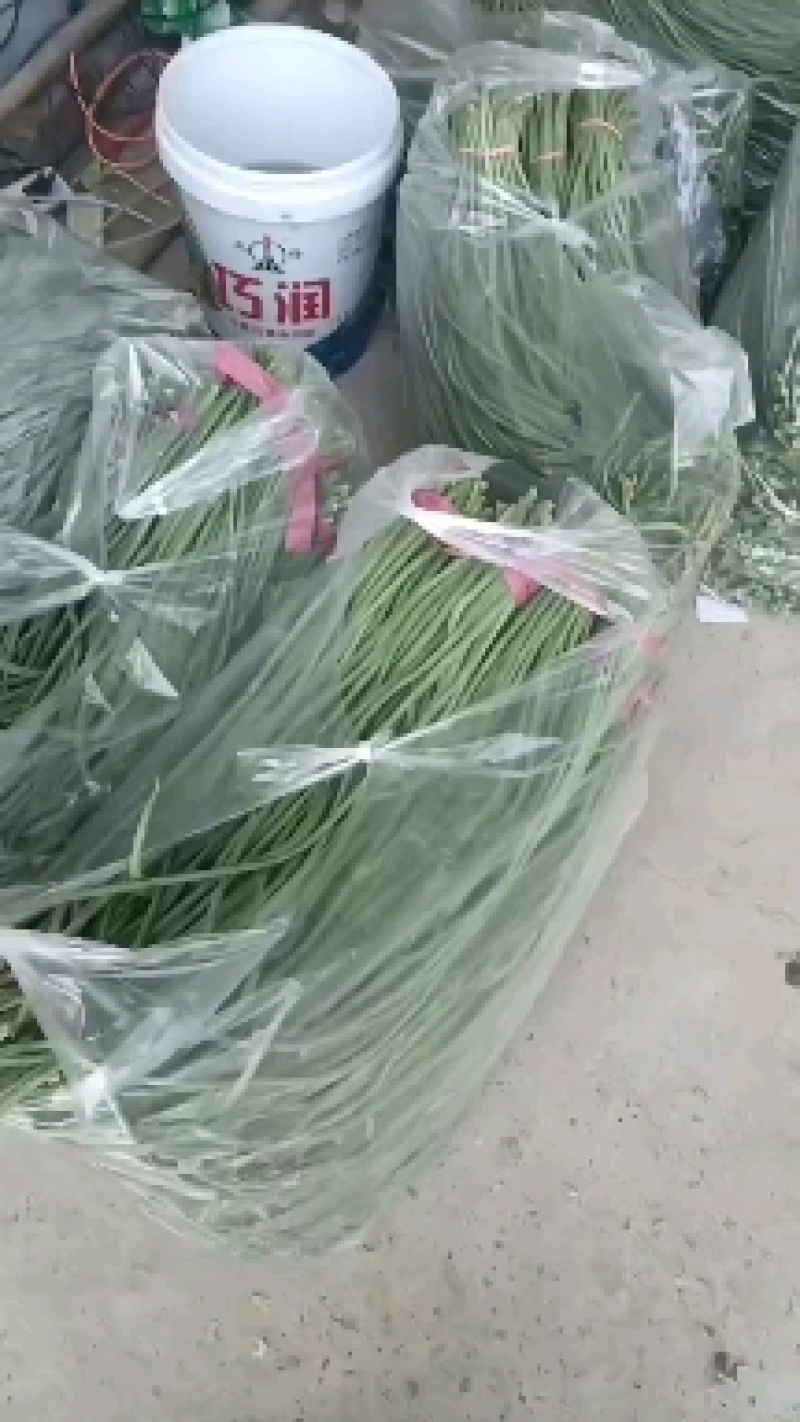 青条长豆角，产地一手货源。适合各大批发市场，超市，咸菜厂