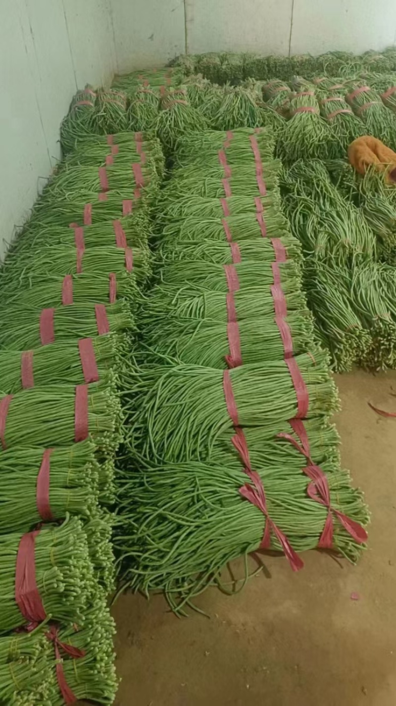 青条长豆角，产地一手货源。适合各大批发市场，超市，咸菜厂