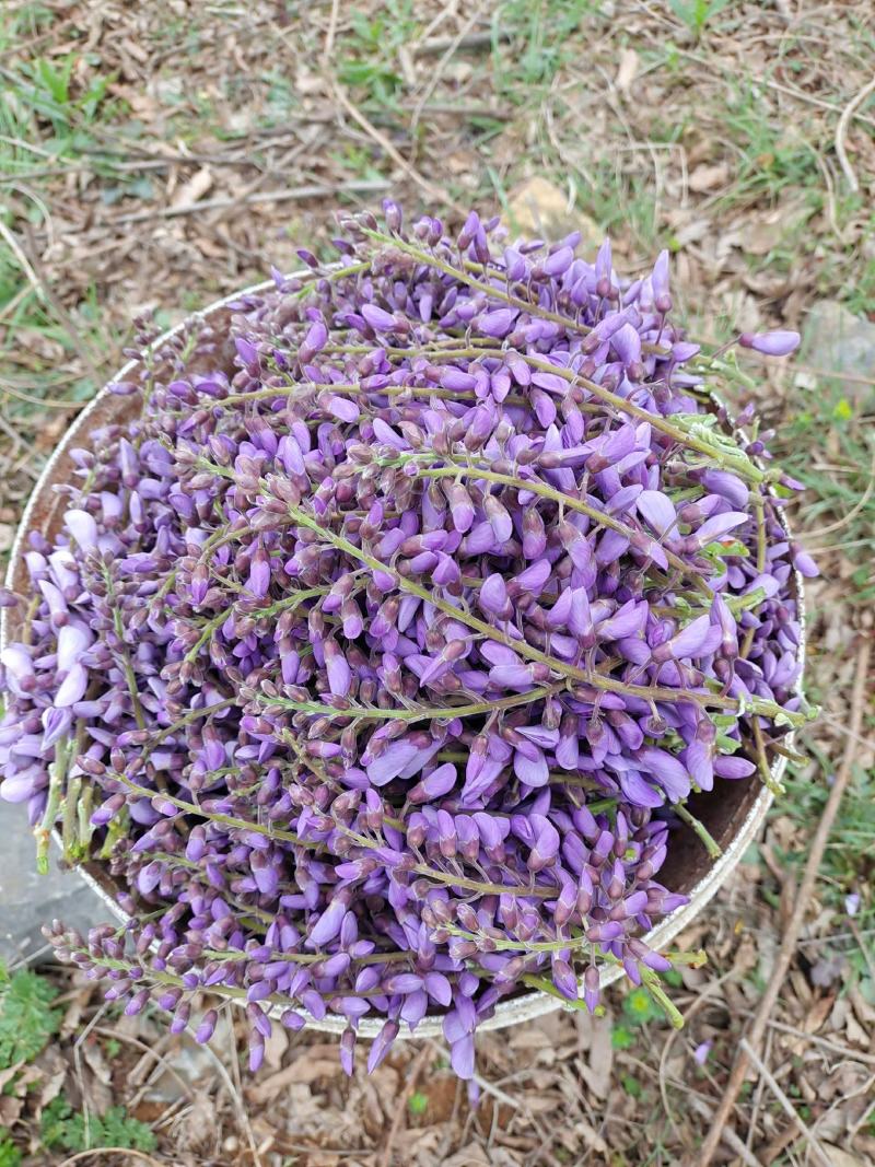 徐州现摘葛花
