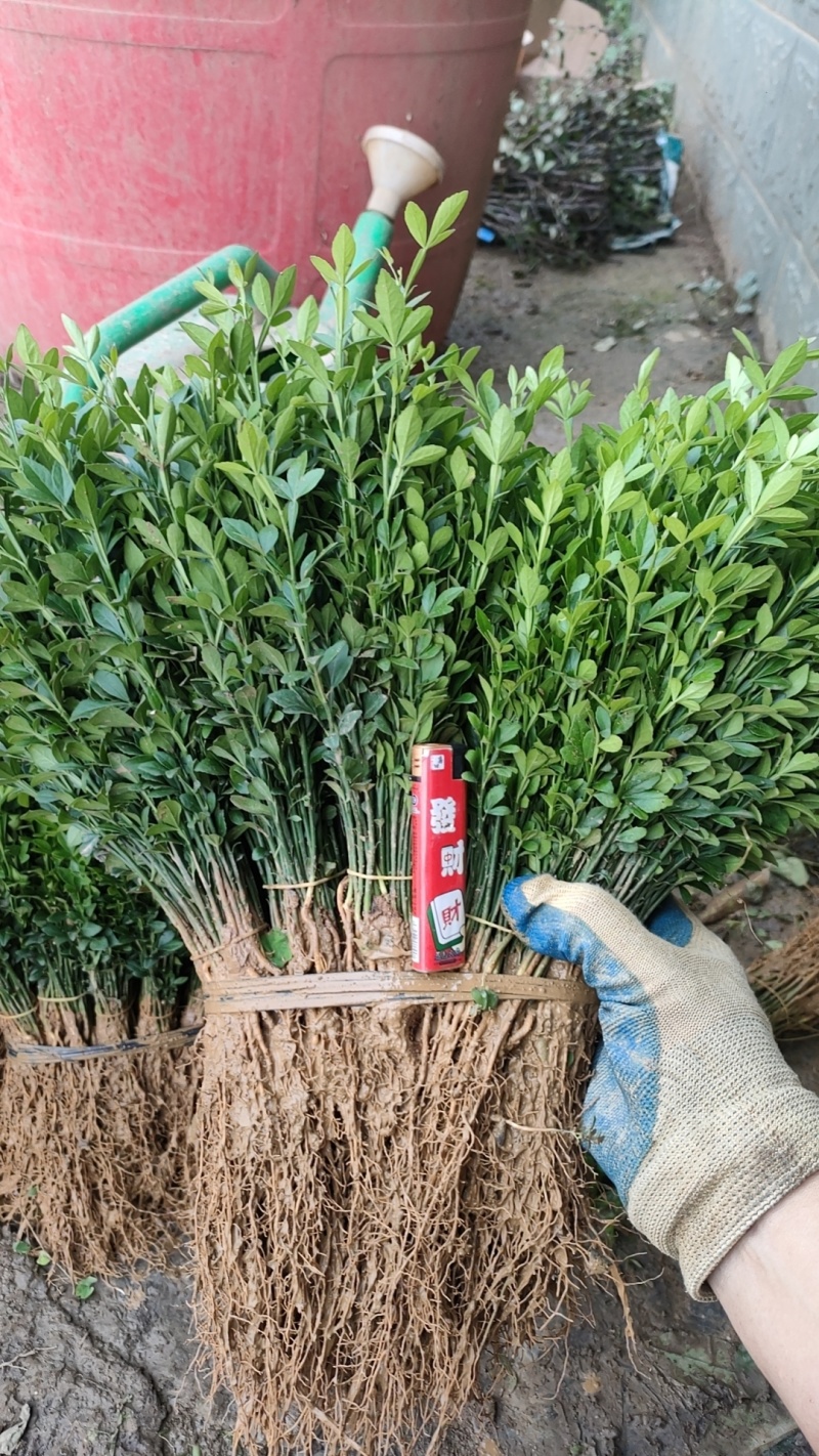 积壳苗枳壳苗积壳小苗枳壳芽苗枳壳包邮