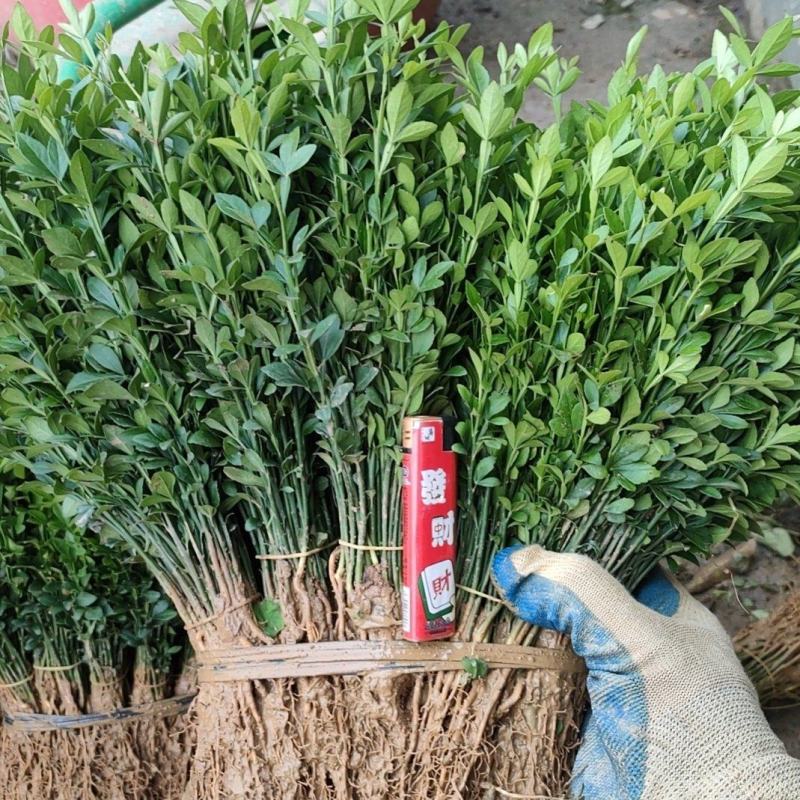 积壳苗枳壳苗积壳小苗枳壳芽苗枳壳包邮