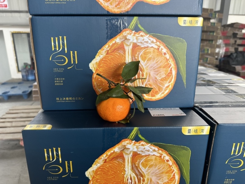 正宗高品质眉山高山明日见柑橘一件代发批发整车物流供应