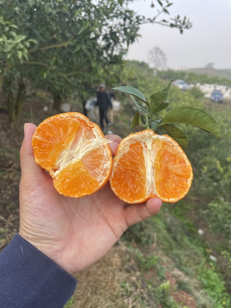 正宗高品质眉山高山明日见柑橘一件代发批发整车物流供应