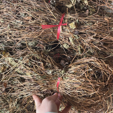 粤北本地野生鱼腥草折耳根干货新货