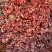 清真手工水饺牛肉白菜牛肉荤香牛肉韭菜