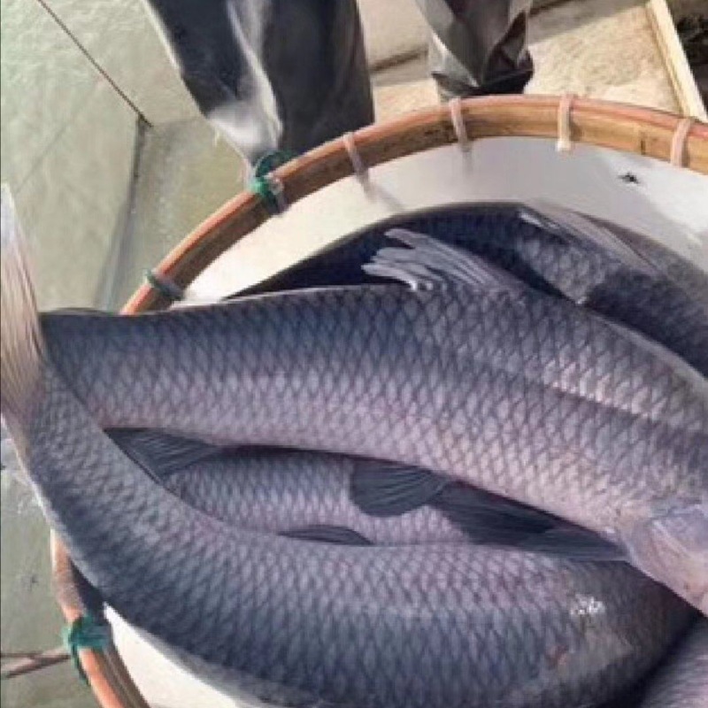 青鱼规格16-22。
