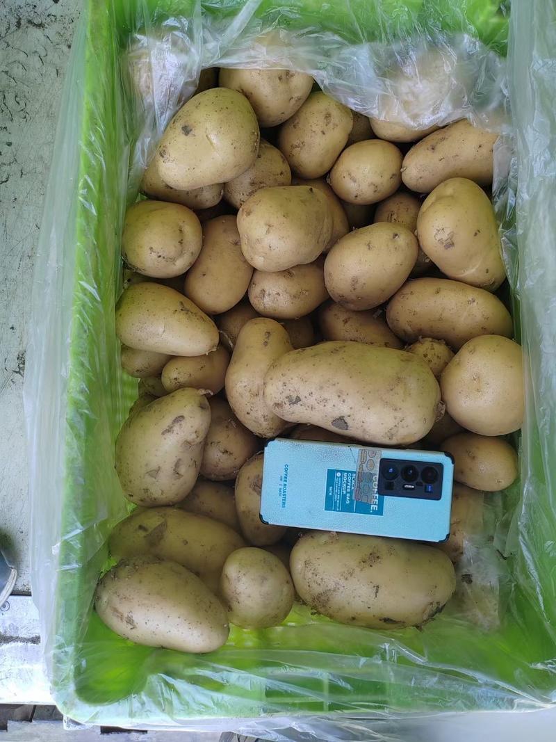 精品黄心土豆大量有货，产地直发，价格便宜，欢迎新老顾客前