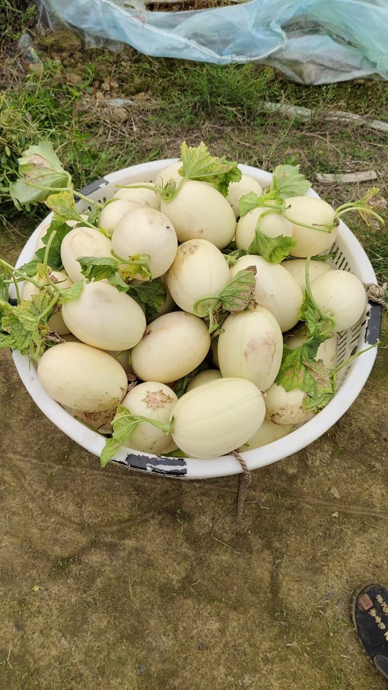 东方蜜