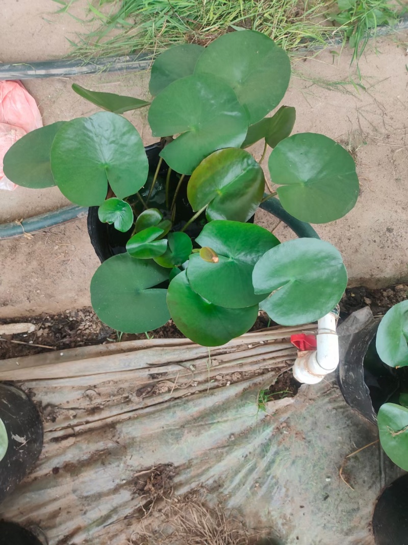 睡莲，基地直销，常年销售各种绿化苗木。