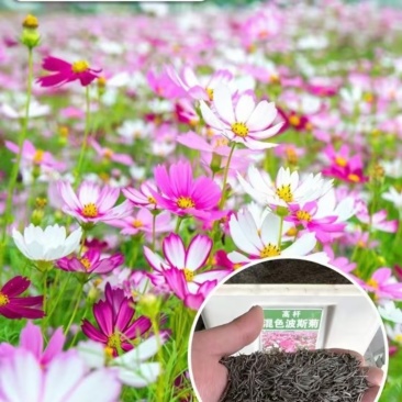波斯菊