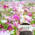 波斯菊