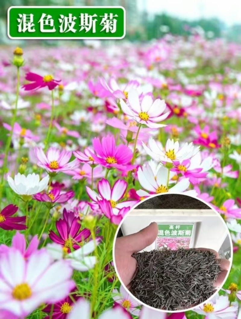 波斯菊