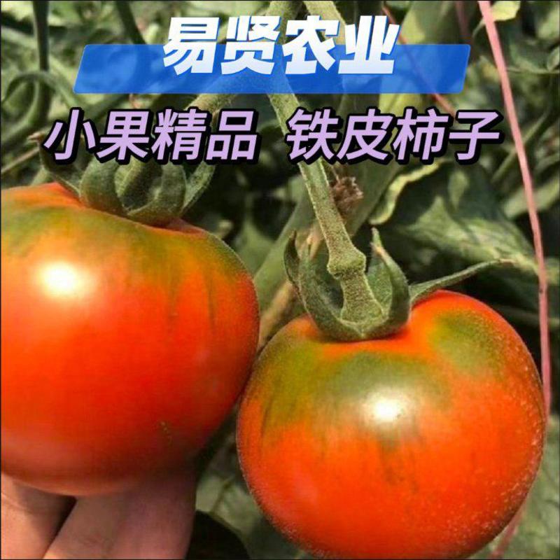 山东潍坊寿光绿肩浓爆汁脆甜草莓番茄种子铁皮柿子苗子种子