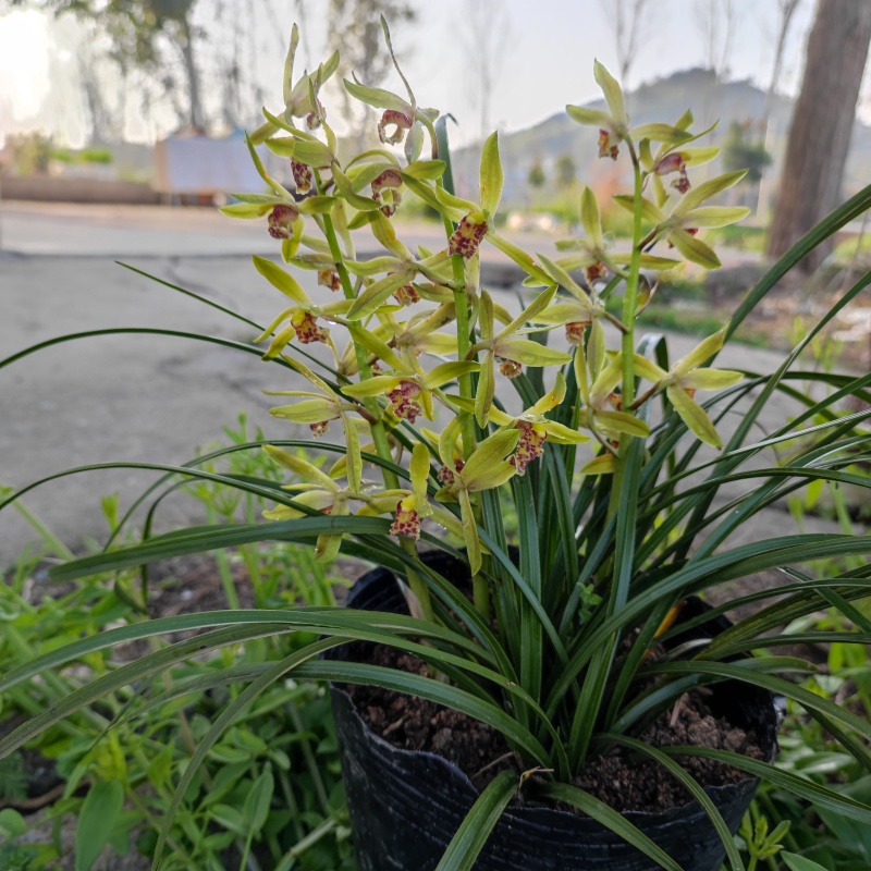 批发下坡兰花草苗春兰蕙兰地栽脱盆任选优惠包邮绿植花卉盆景