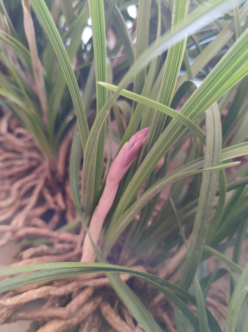 批发下坡兰花草苗春兰蕙兰地栽脱盆任选优惠包邮绿植花卉盆景