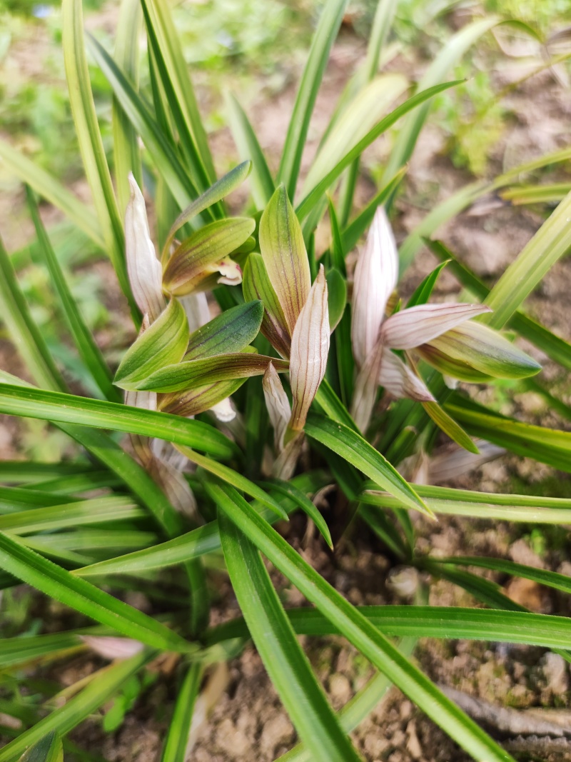 批发下坡兰花草苗春兰蕙兰地栽脱盆任选优惠包邮绿植花卉盆景