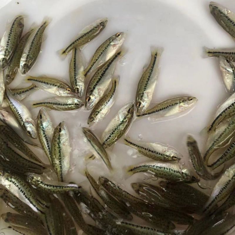 优质鲈鱼苗淡水养殖加州鲈鱼七星鲈鱼花鲈鱼路亚鱼大鲈鱼活体
