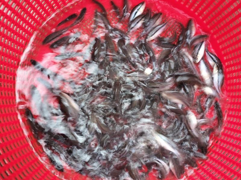 优质鲈鱼苗淡水养殖加州鲈鱼七星鲈鱼花鲈鱼路亚鱼大鲈鱼活体