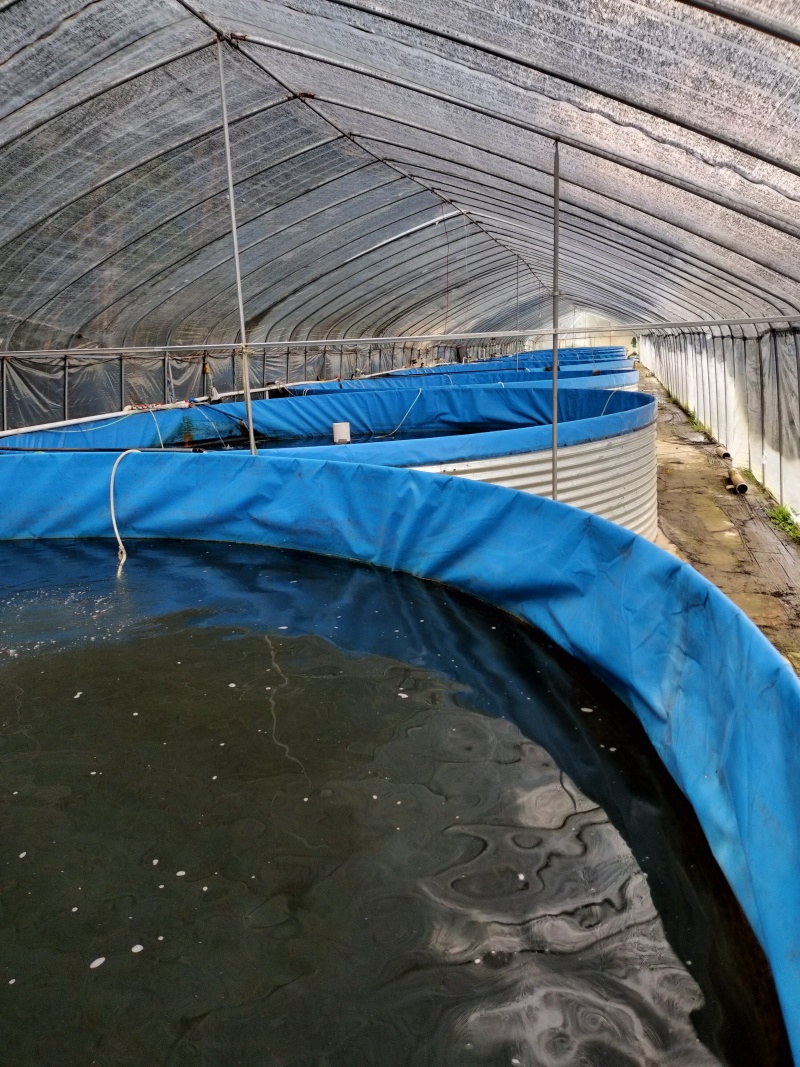 优质鲈鱼苗淡水养殖加州鲈鱼七星鲈鱼花鲈鱼路亚鱼大鲈鱼活体