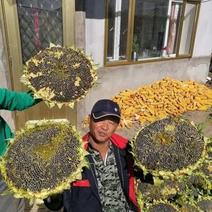 三系杂交向日葵种子大量供应，辽宁沈阳，厂家直发，价格可议